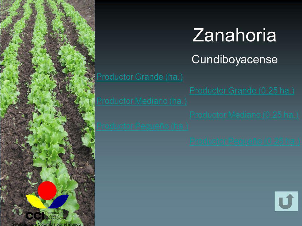 Zanahoria Cundiboyacense Productor Grande (ha.)