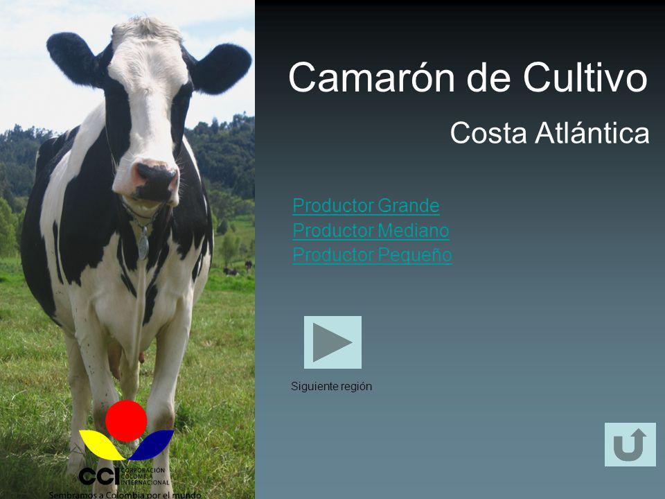 Camarón de Cultivo Costa Atlántica Productor Grande Productor Mediano