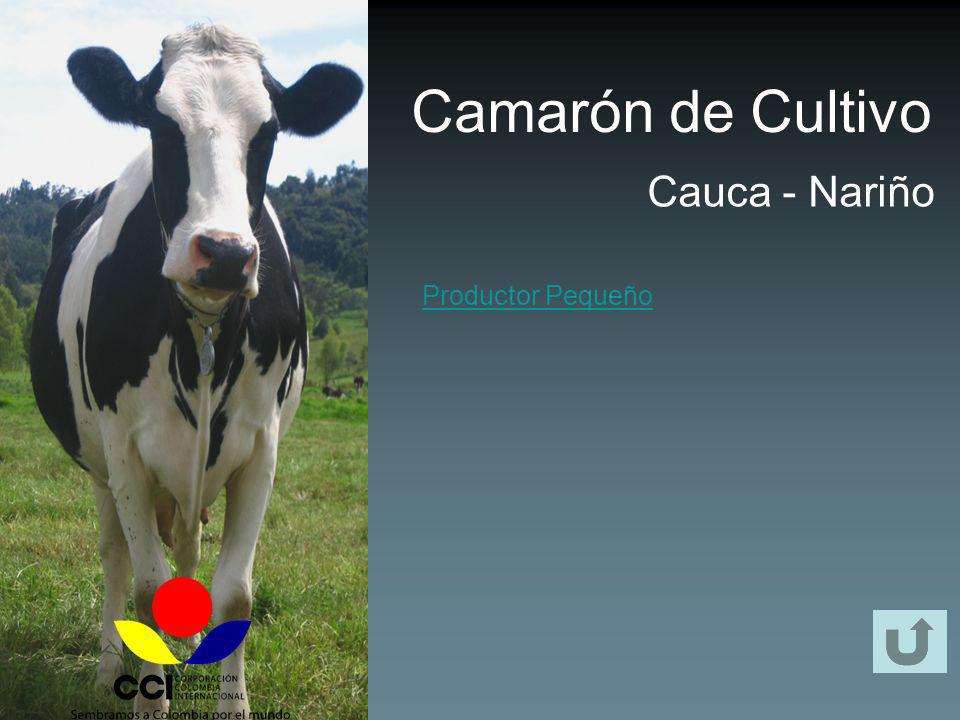 Camarón de Cultivo Cauca - Nariño Productor Pequeño