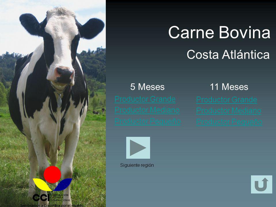 Carne Bovina Costa Atlántica 5 Meses 11 Meses Productor Grande