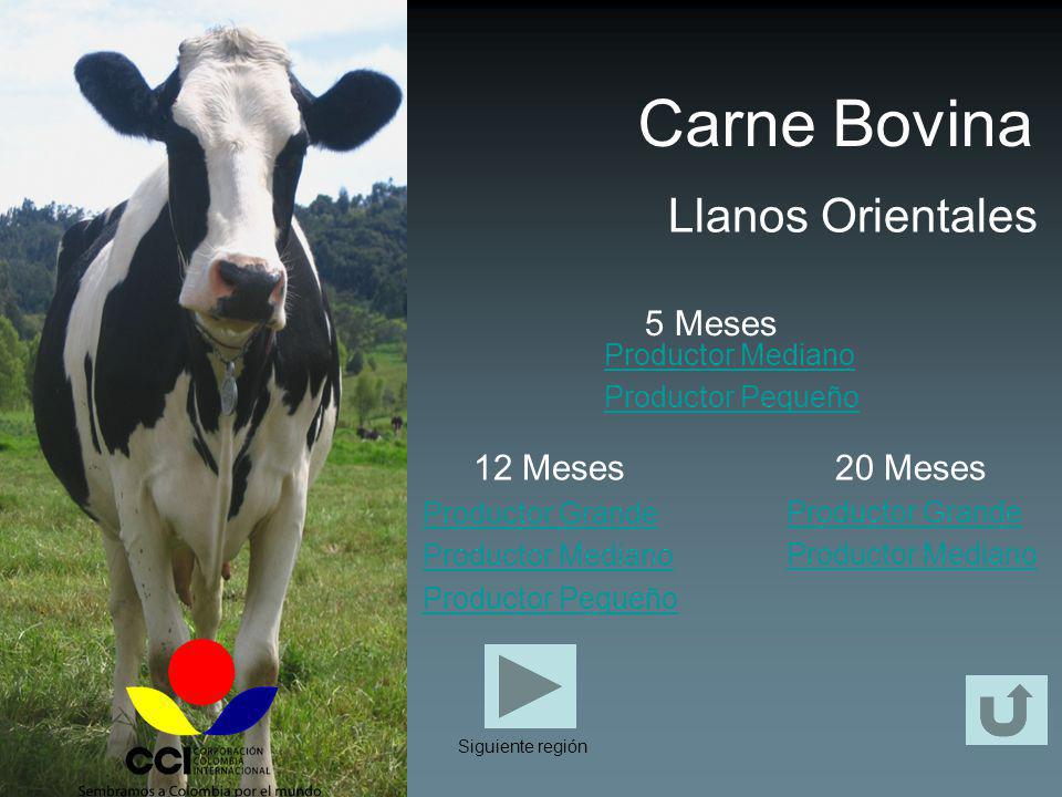 Carne Bovina Llanos Orientales 5 Meses 12 Meses 20 Meses