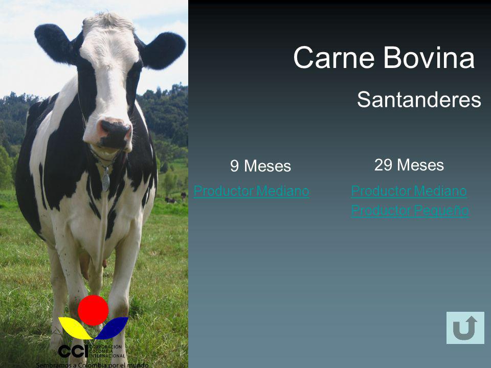 Carne Bovina Santanderes 9 Meses 29 Meses Productor Mediano