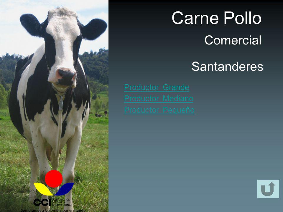 Carne Pollo Comercial Santanderes Productor Grande Productor Mediano
