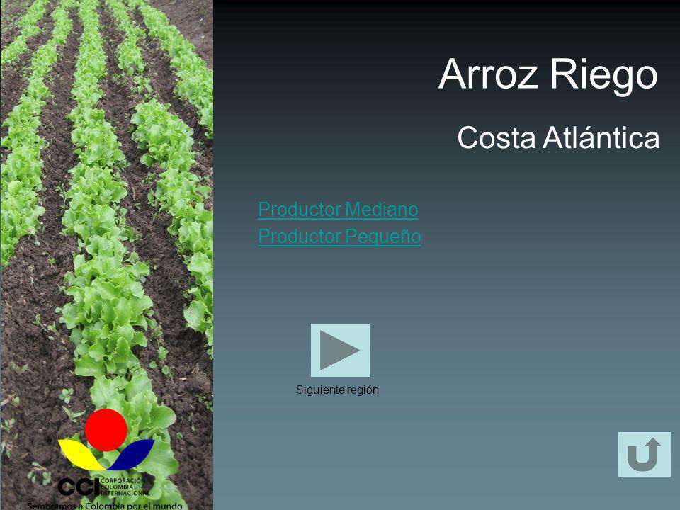 Arroz Riego Costa Atlántica Productor Mediano Productor Pequeño