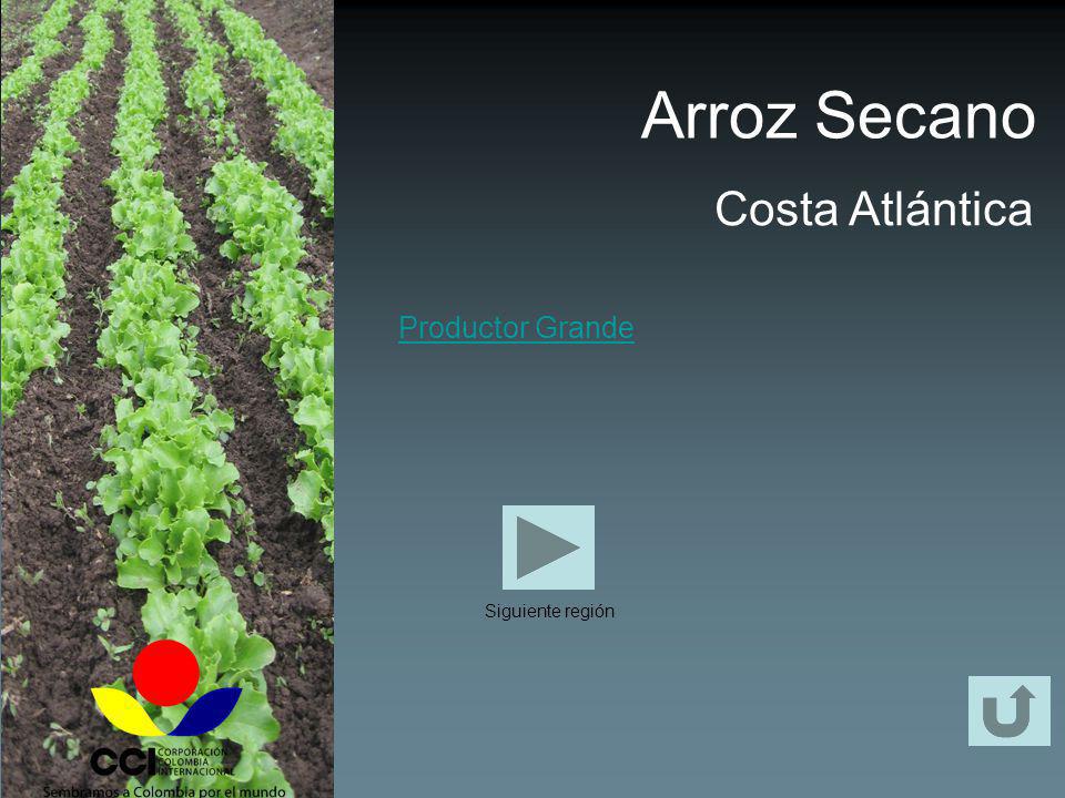 Arroz Secano Costa Atlántica Productor Grande Siguiente región