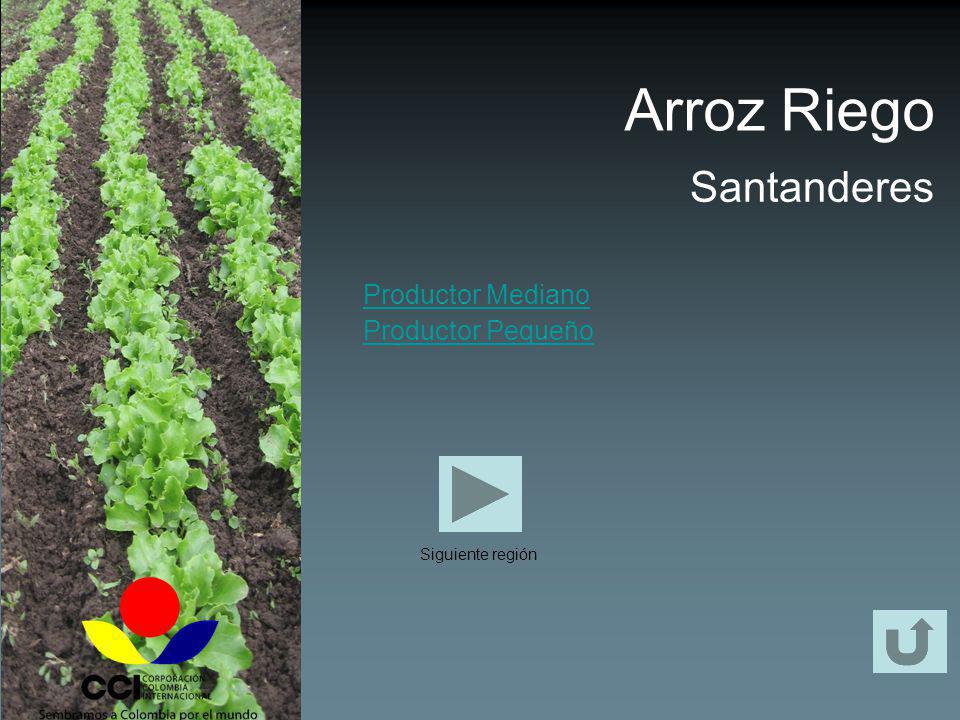 Arroz Riego Santanderes Productor Mediano Productor Pequeño