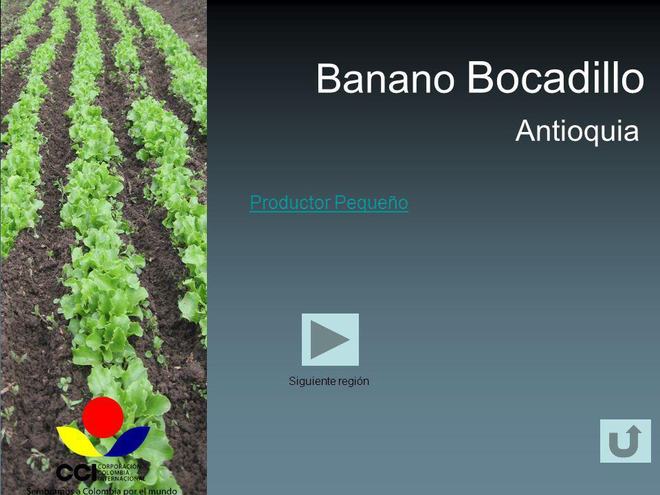 Banano Bocadillo Antioquia Productor Pequeño Siguiente región