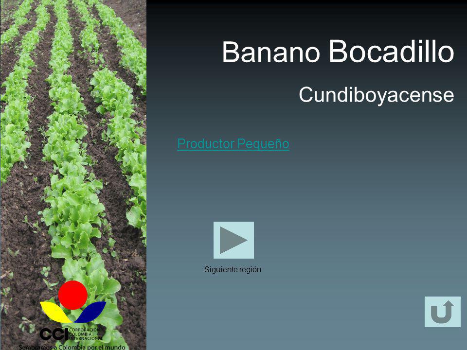 Banano Bocadillo Cundiboyacense Productor Pequeño Siguiente región