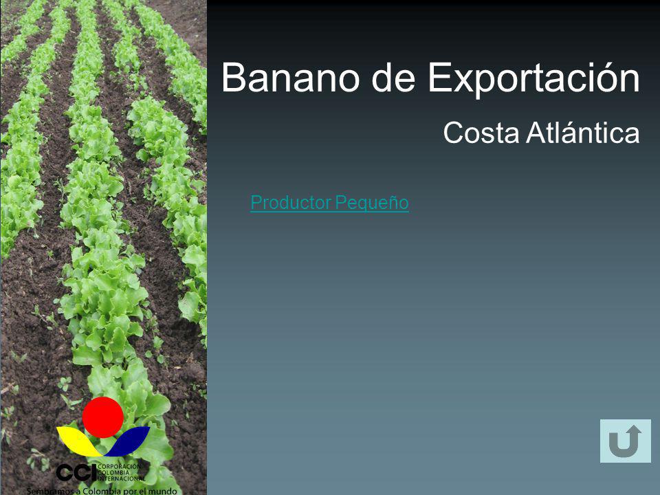 Banano de Exportación Costa Atlántica Productor Pequeño