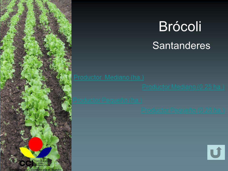 Brócoli Santanderes Productor Mediano (ha.)