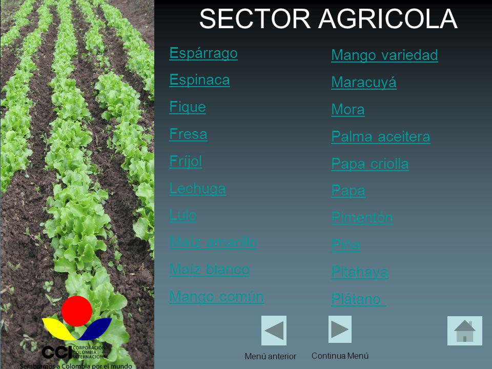 SECTOR AGRICOLA Mango variedad Espárrago Maracuyá Espinaca Mora Fique