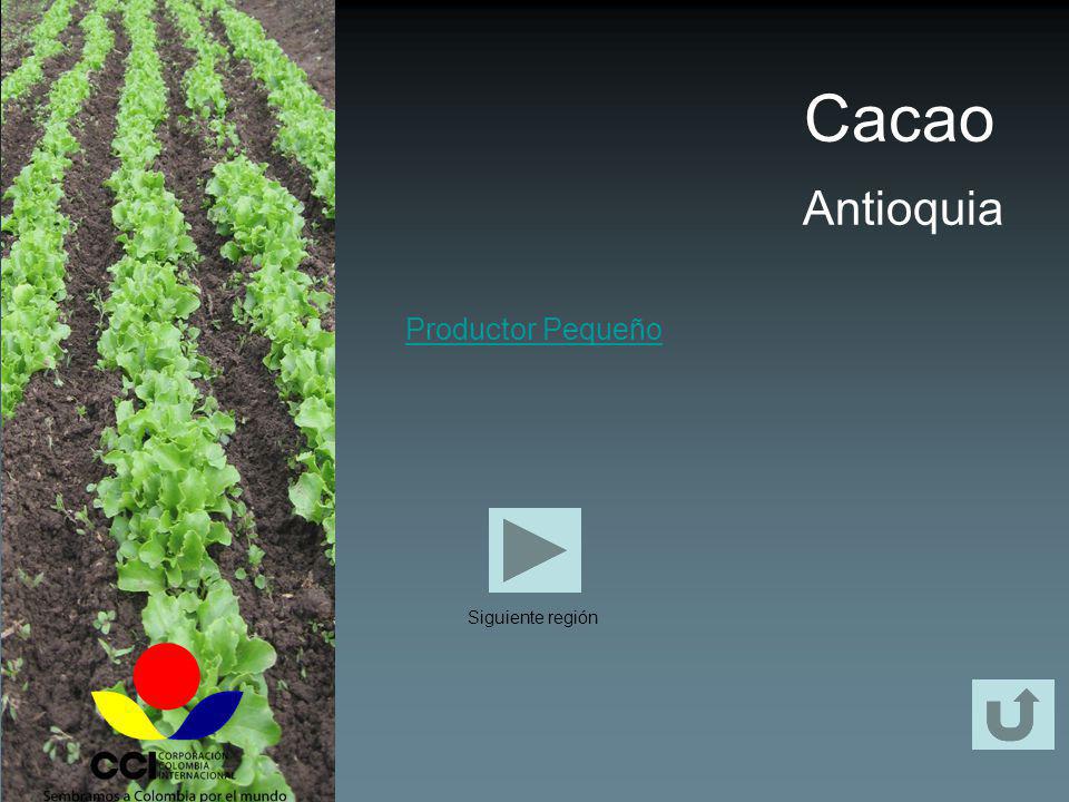 Cacao Antioquia Productor Pequeño Siguiente región