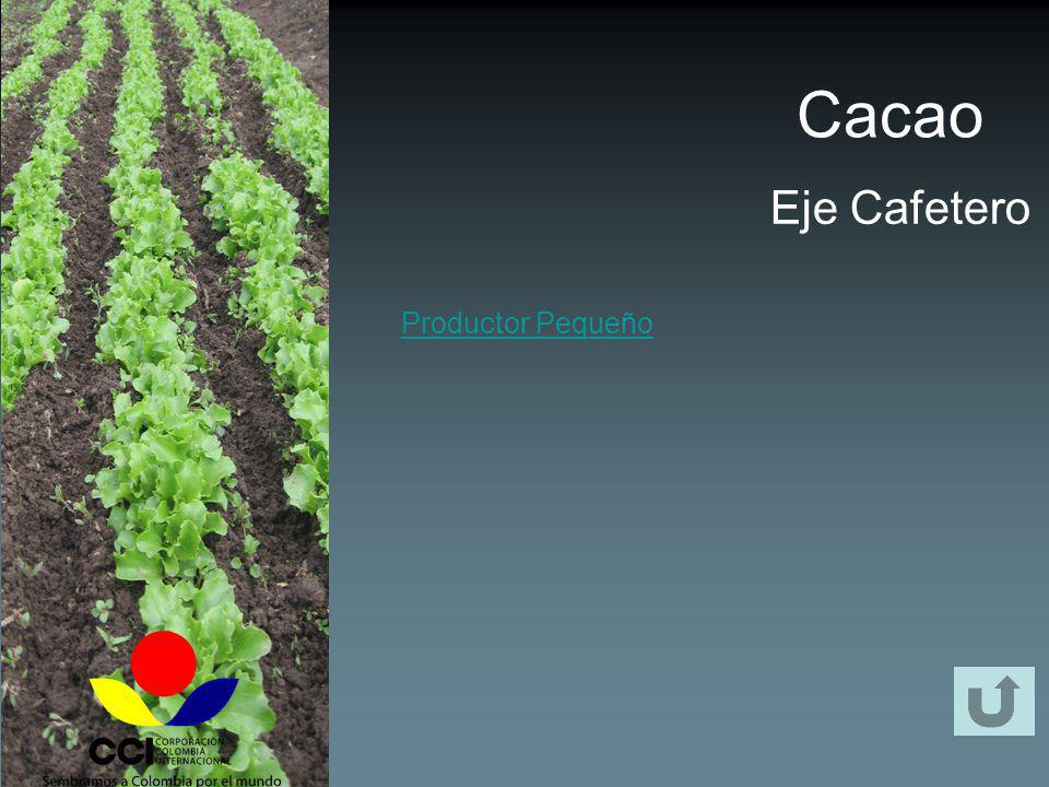 Cacao Eje Cafetero Productor Pequeño