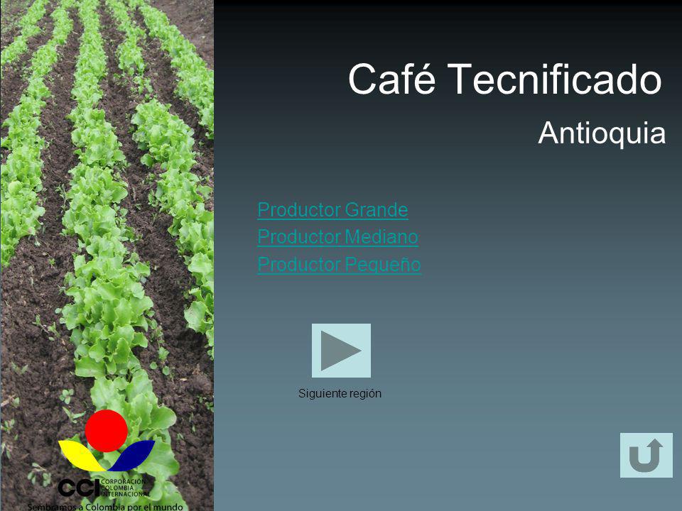 Café Tecnificado Antioquia Productor Grande Productor Mediano