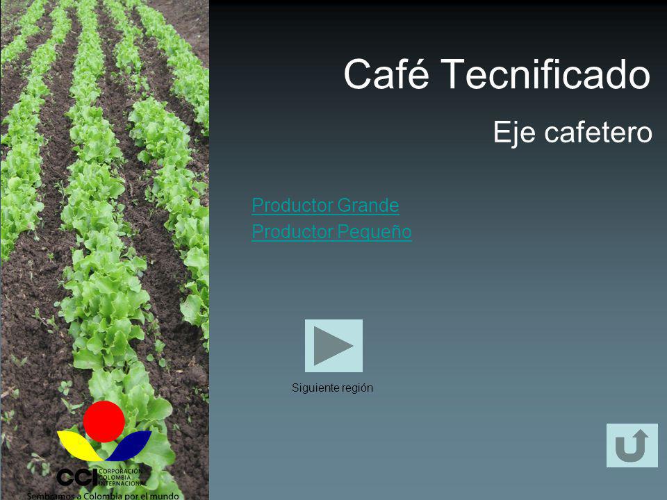 Café Tecnificado Eje cafetero Productor Grande Productor Pequeño