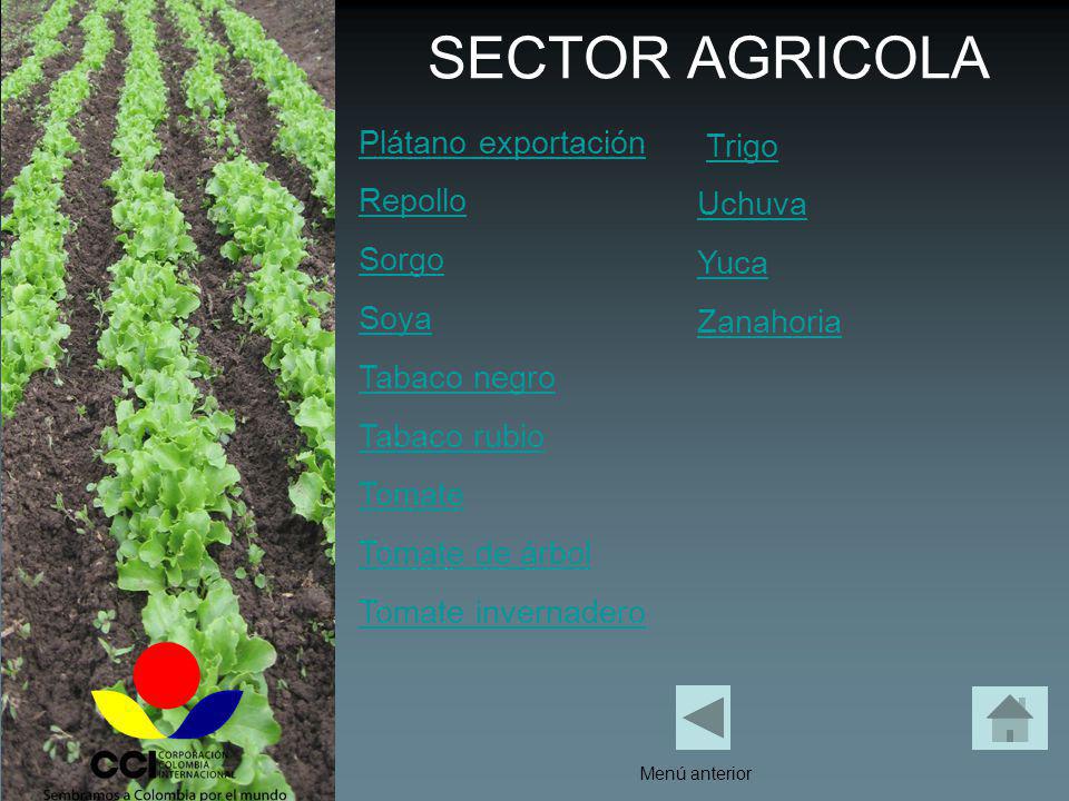 SECTOR AGRICOLA Plátano exportación Trigo Repollo Uchuva Sorgo Yuca