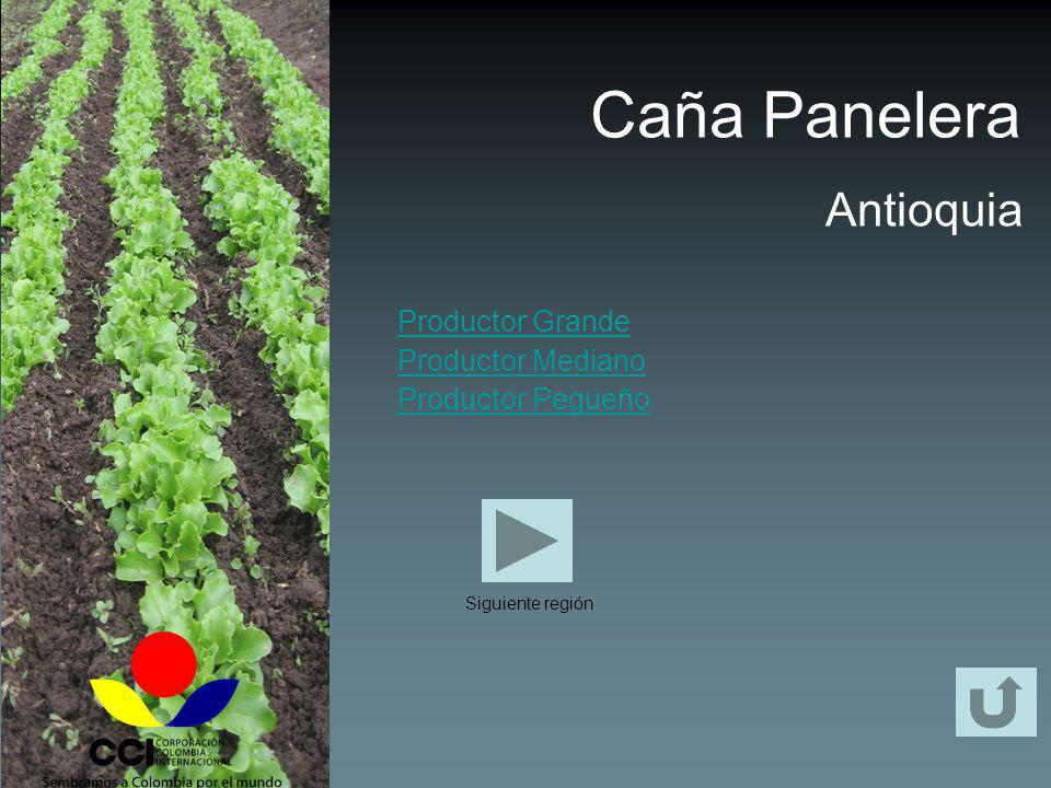 Caña Panelera Antioquia Productor Grande Productor Mediano