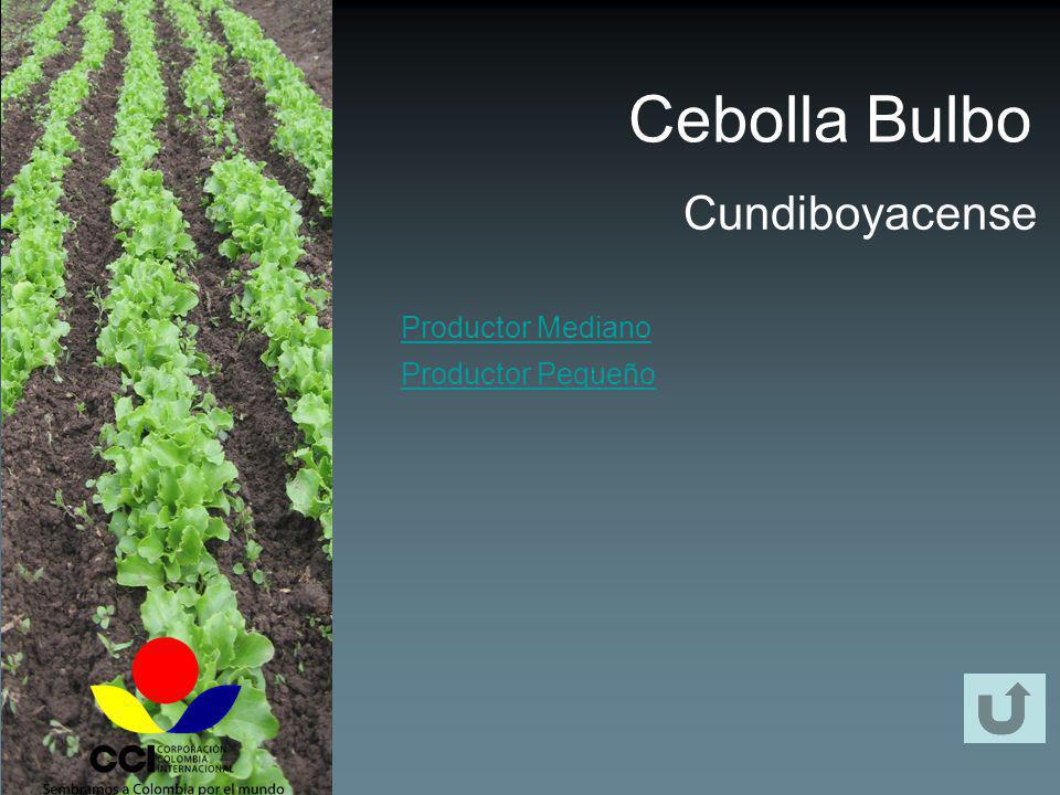 Cebolla Bulbo Cundiboyacense Productor Mediano Productor Pequeño