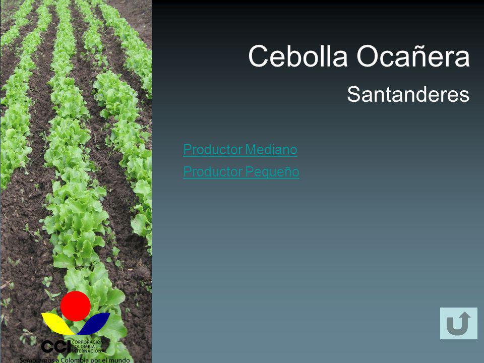 Cebolla Ocañera Santanderes Productor Mediano Productor Pequeño
