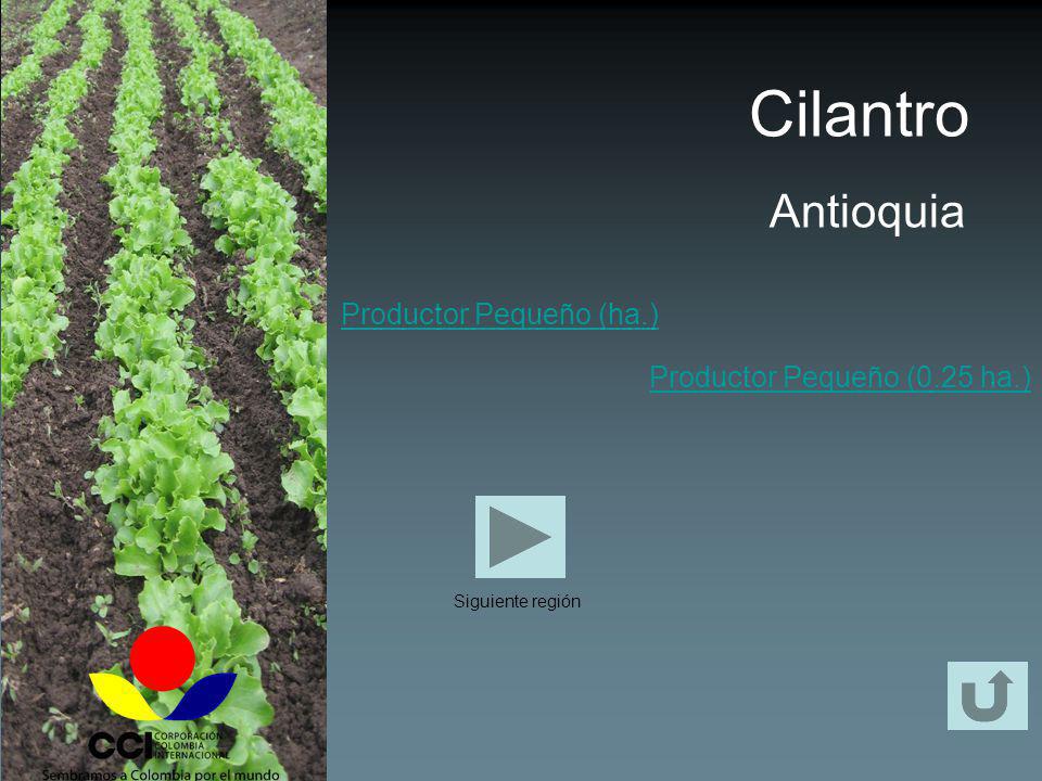 Cilantro Antioquia Productor Pequeño (ha.)