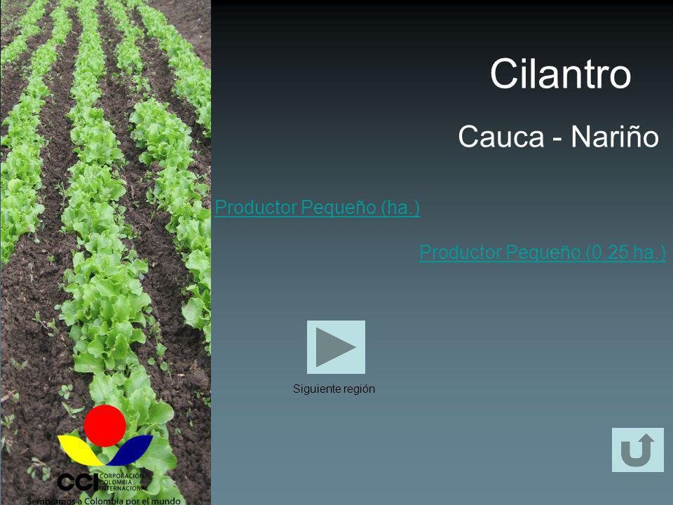 Cilantro Cauca - Nariño Productor Pequeño (ha.)