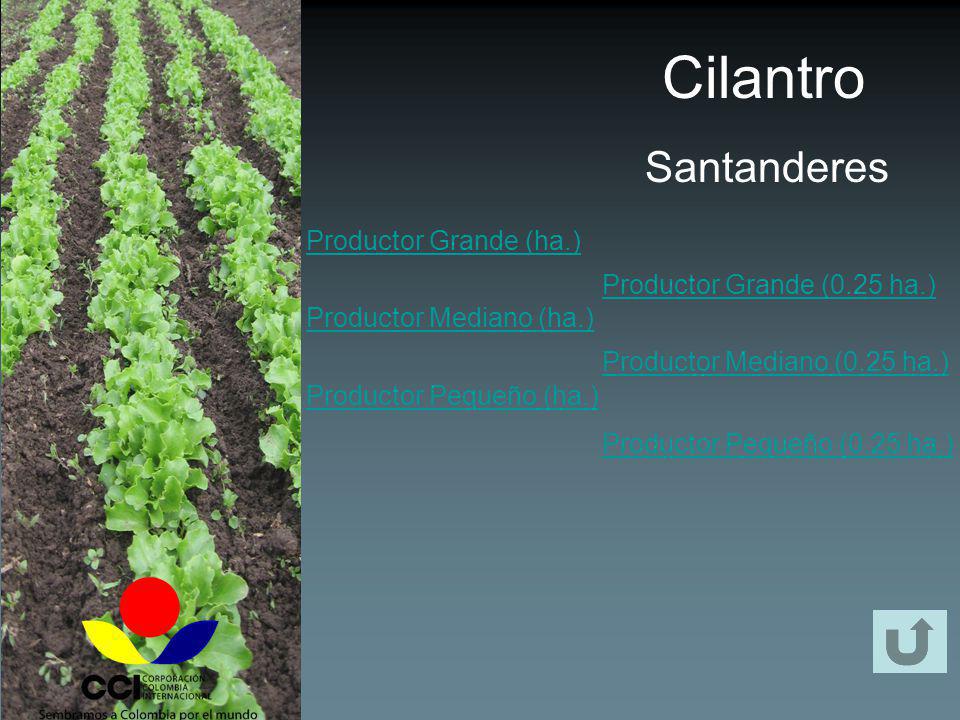 Cilantro Santanderes Productor Grande (ha.) Productor Mediano (ha.)