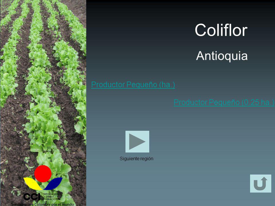 Coliflor Antioquia Productor Pequeño (ha.)