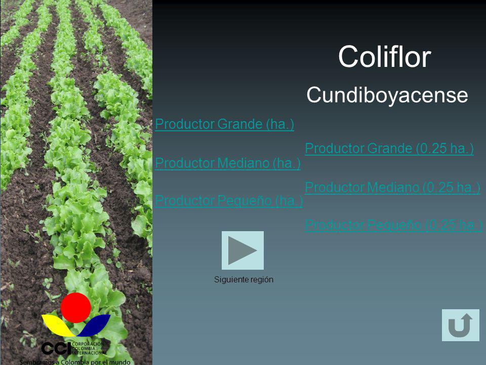 Coliflor Cundiboyacense Productor Grande (ha.) Productor Mediano (ha.)