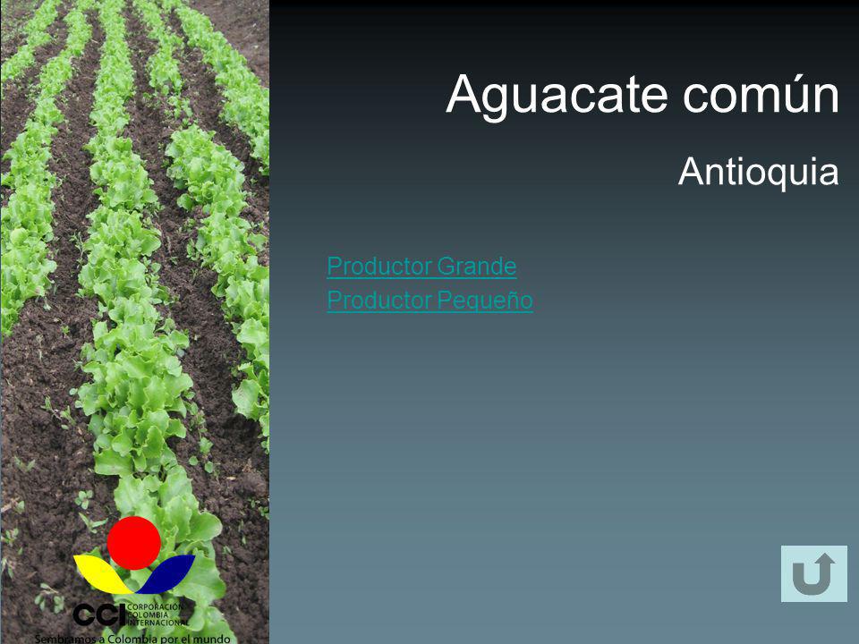 Aguacate común Antioquia Productor Grande Productor Pequeño