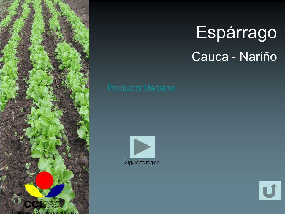 Espárrago Cauca - Nariño Productor Mediano Siguiente región