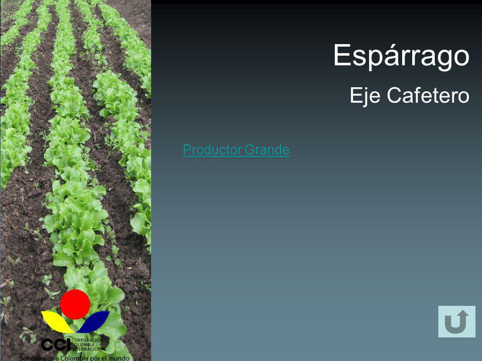 Espárrago Eje Cafetero Productor Grande