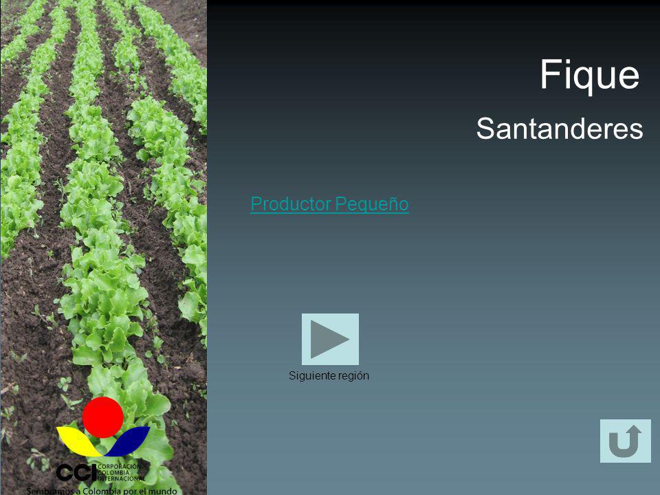 Fique Santanderes Productor Pequeño Siguiente región