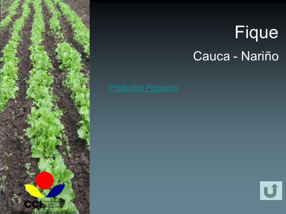 Fique Cauca - Nariño Productor Pequeño