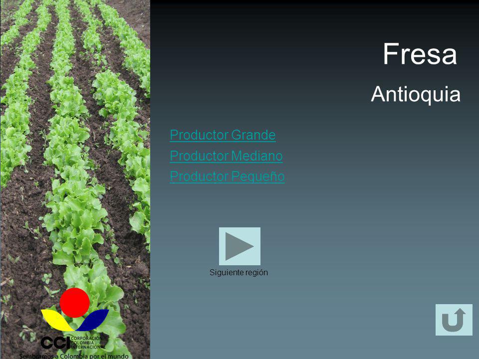 Fresa Antioquia Productor Grande Productor Mediano Productor Pequeño