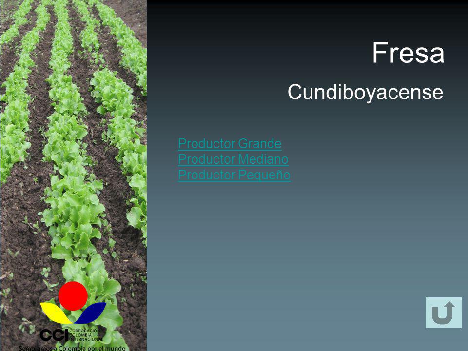 Fresa Cundiboyacense Productor Grande Productor Mediano