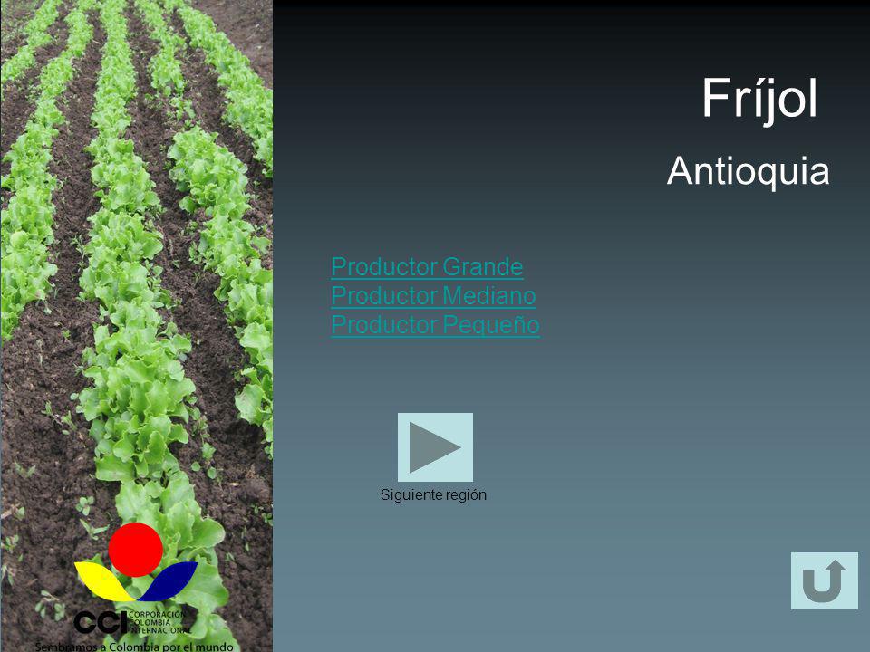 Fríjol Antioquia Productor Grande Productor Mediano Productor Pequeño