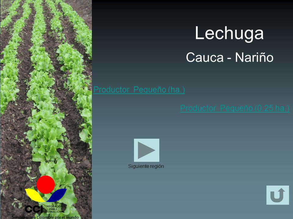 Lechuga Cauca - Nariño Productor Pequeño (ha.)