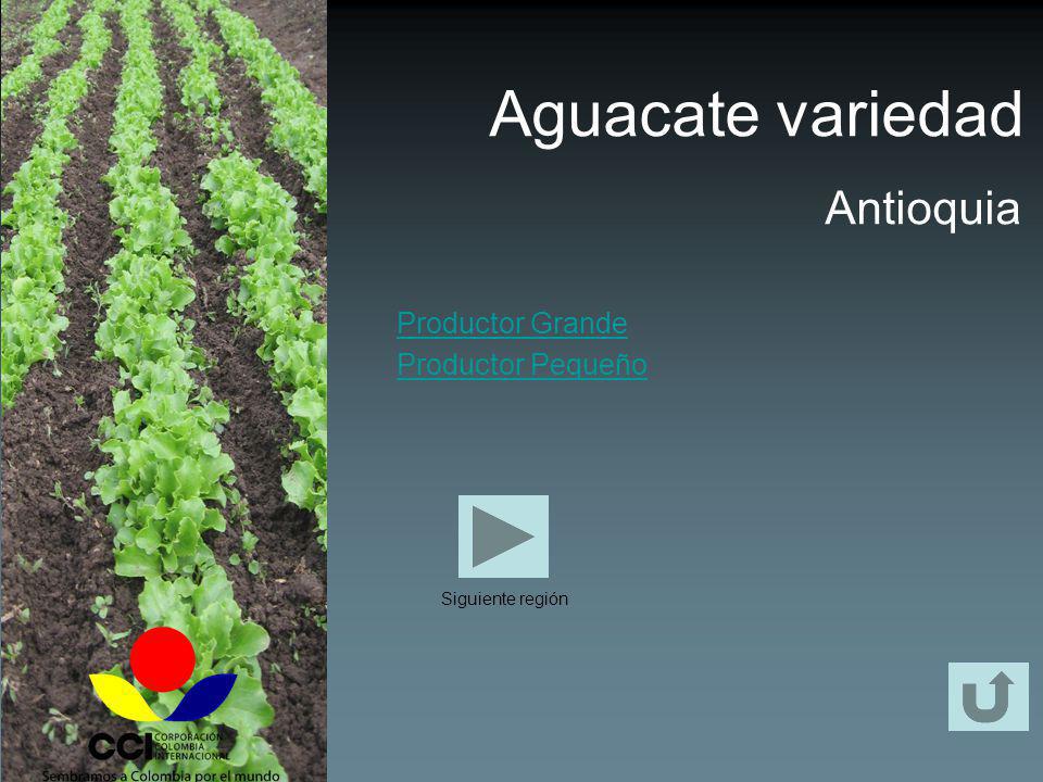Aguacate variedad Antioquia Productor Grande Productor Pequeño