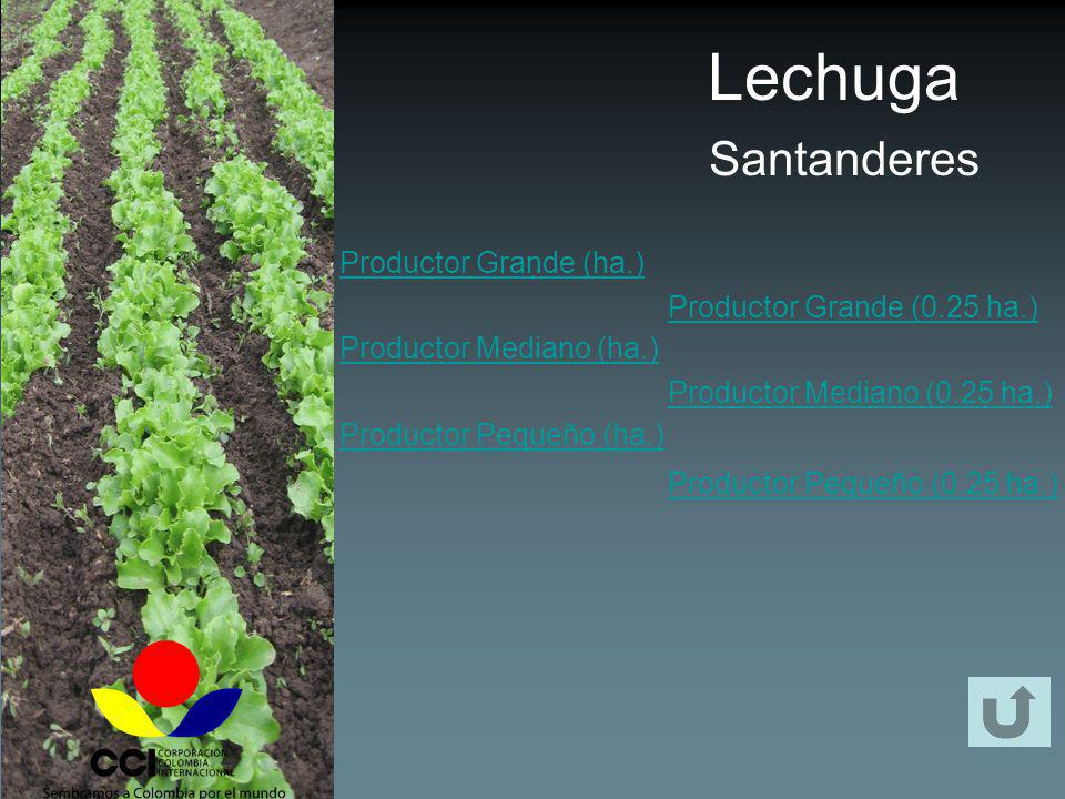 Lechuga Santanderes Productor Grande (ha.) Productor Mediano (ha.)