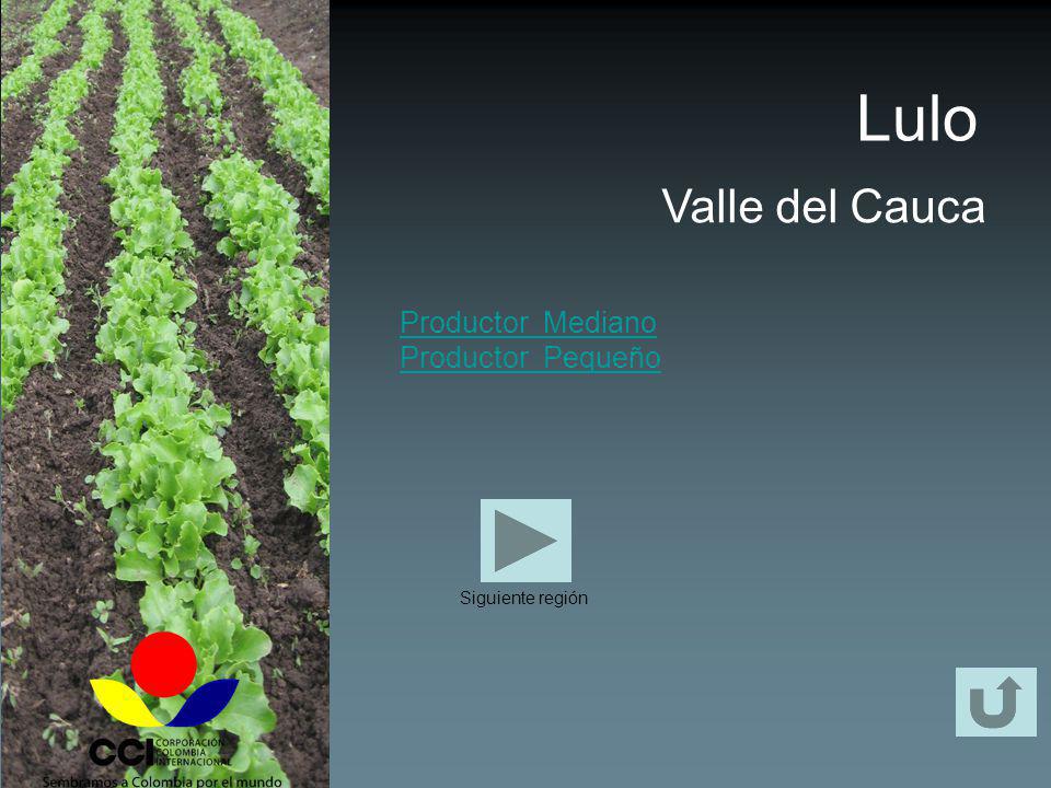 Lulo Valle del Cauca Productor Mediano Productor Pequeño