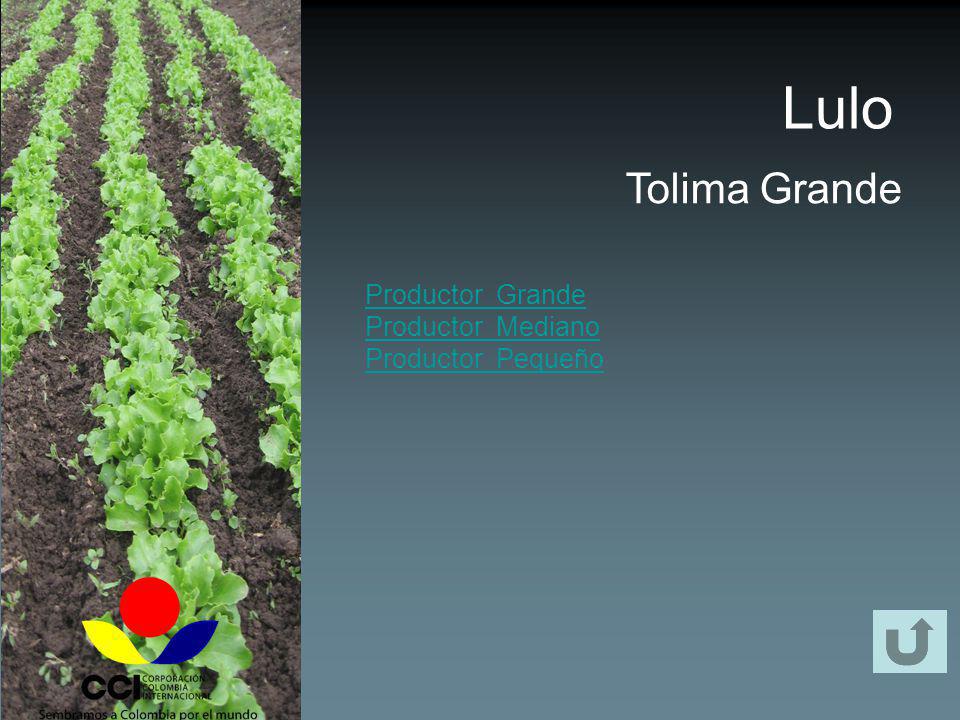 Lulo Tolima Grande Productor Grande Productor Mediano