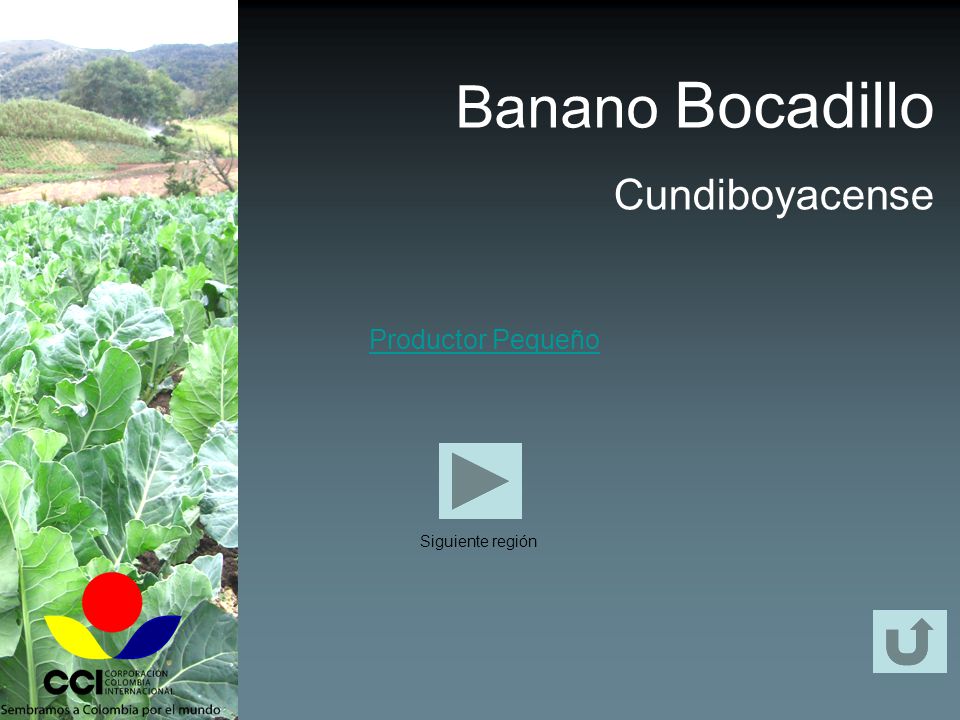 Banano Bocadillo Cundiboyacense Productor Pequeño Siguiente región