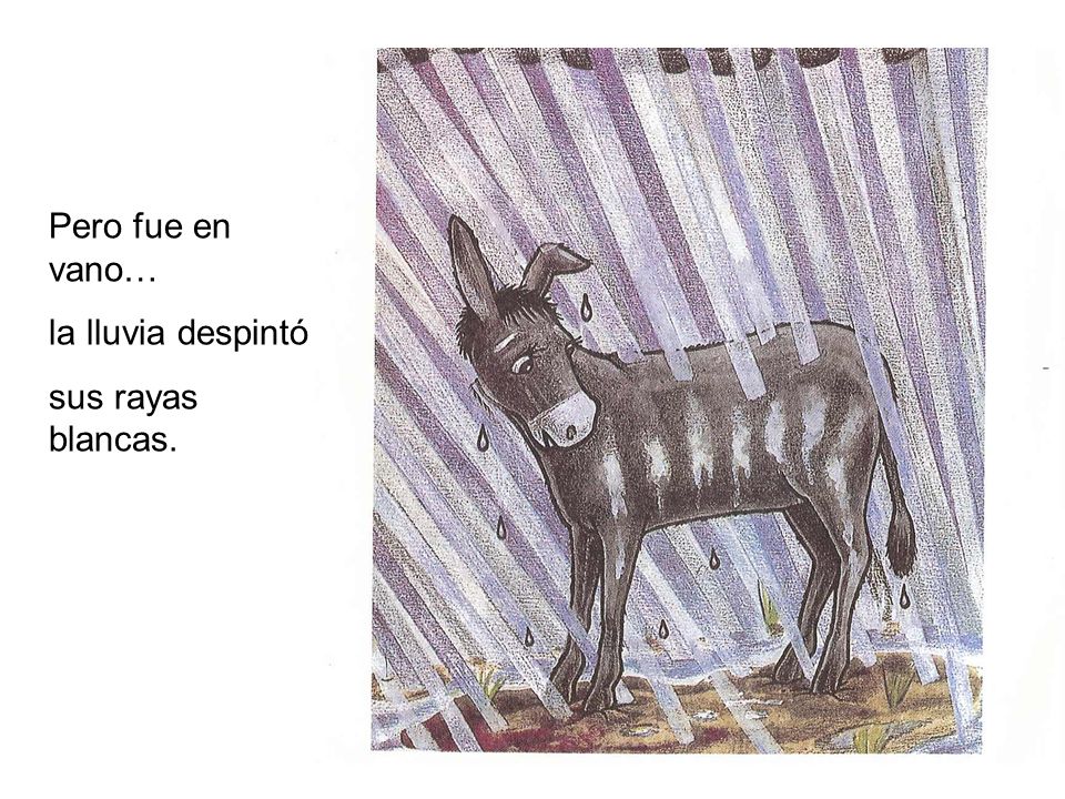 Pero fue en vano… la lluvia despintó sus rayas blancas.