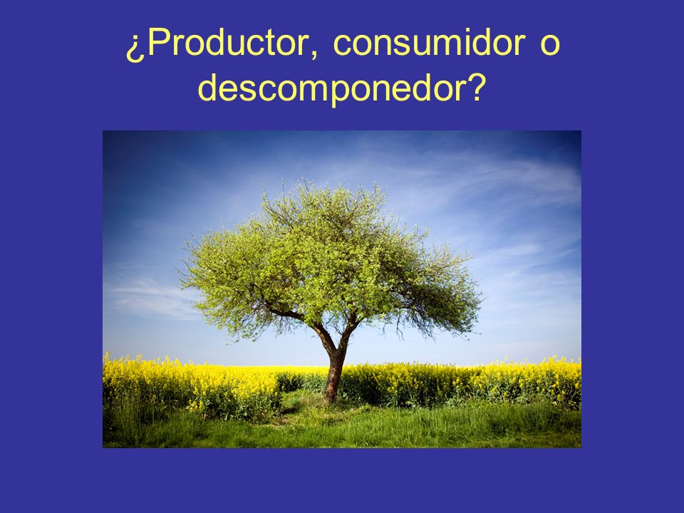 ¿Productor, consumidor o descomponedor