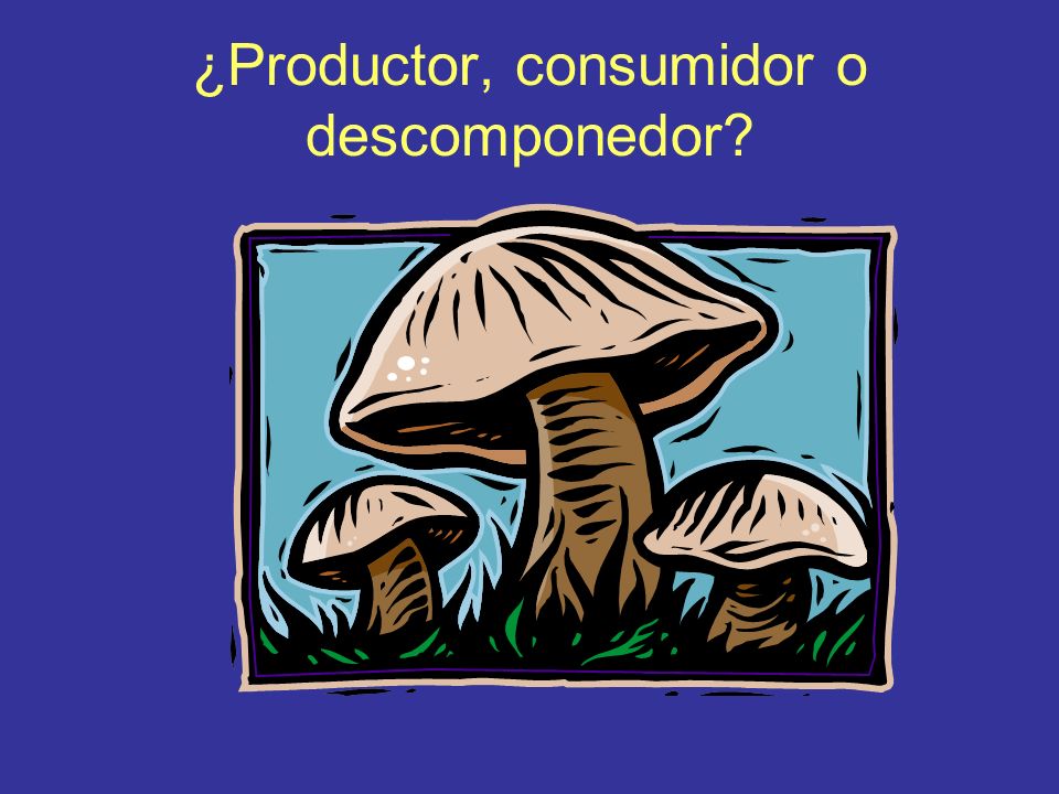 ¿Productor, consumidor o descomponedor