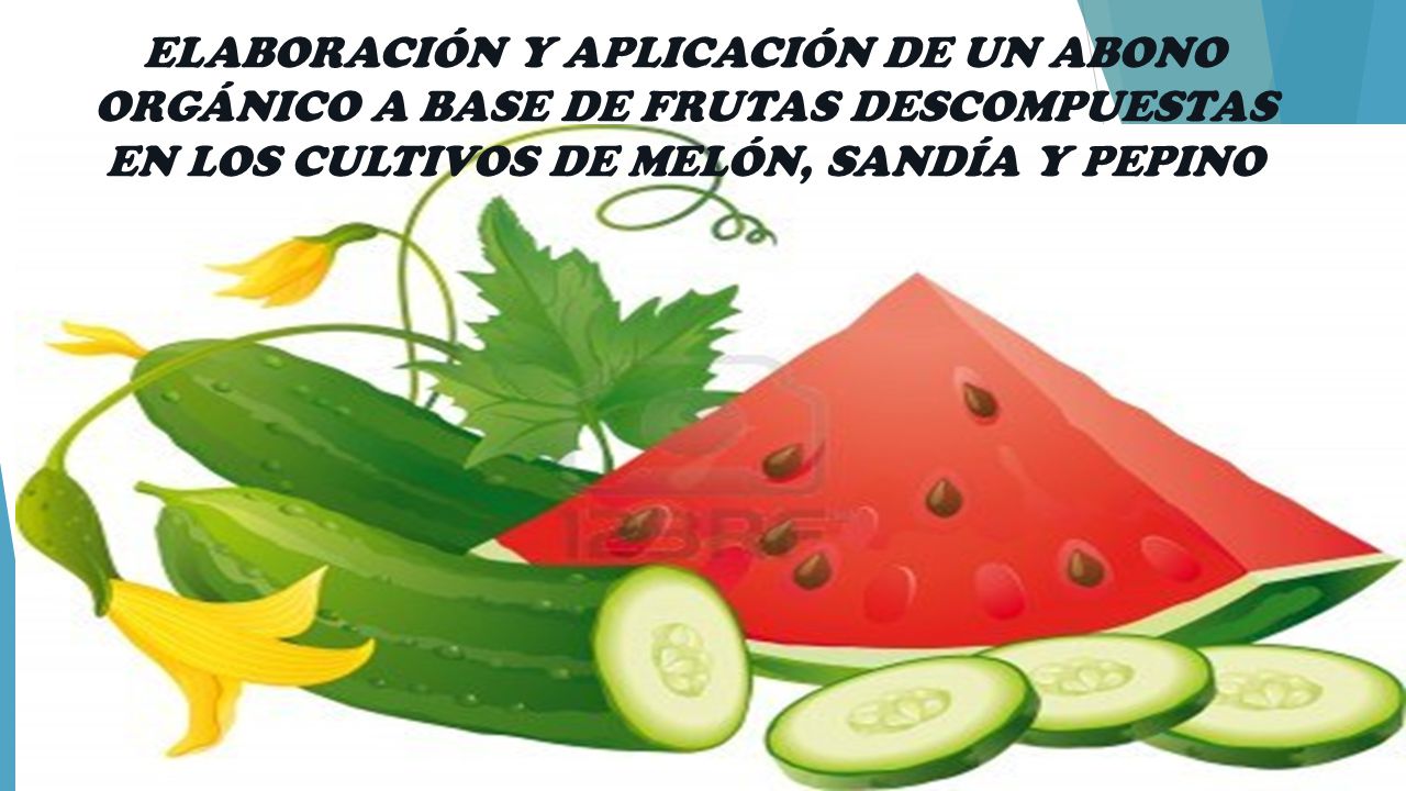 ELABORACIÓN Y APLICACIÓN DE UN ABONO ORGÁNICO A BASE DE FRUTAS DESCOMPUESTAS EN LOS CULTIVOS DE MELÓN, SANDÍA Y PEPINO
