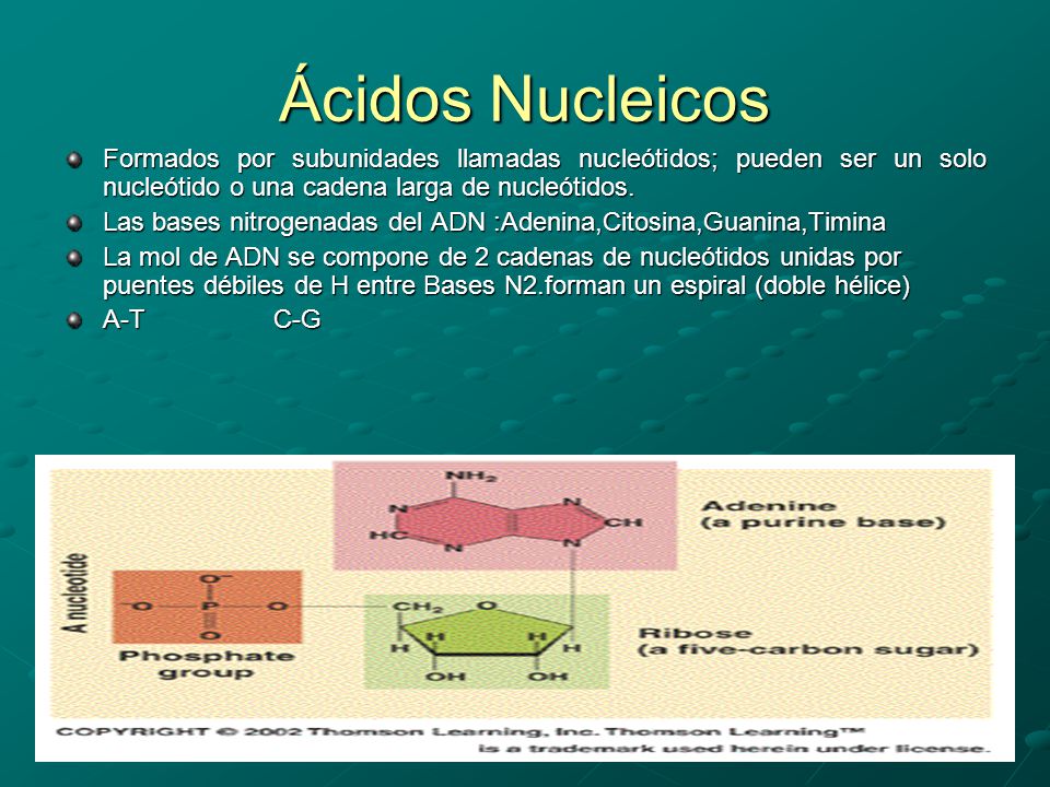 Ácidos Nucleicos Formados por subunidades llamadas nucleótidos; pueden ser un solo nucleótido o una cadena larga de nucleótidos.