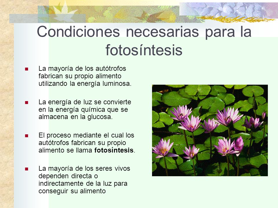 Condiciones necesarias para la fotosíntesis