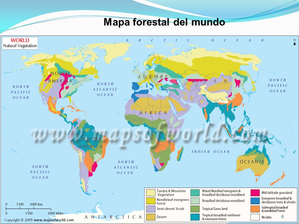 Mapa forestal del mundo