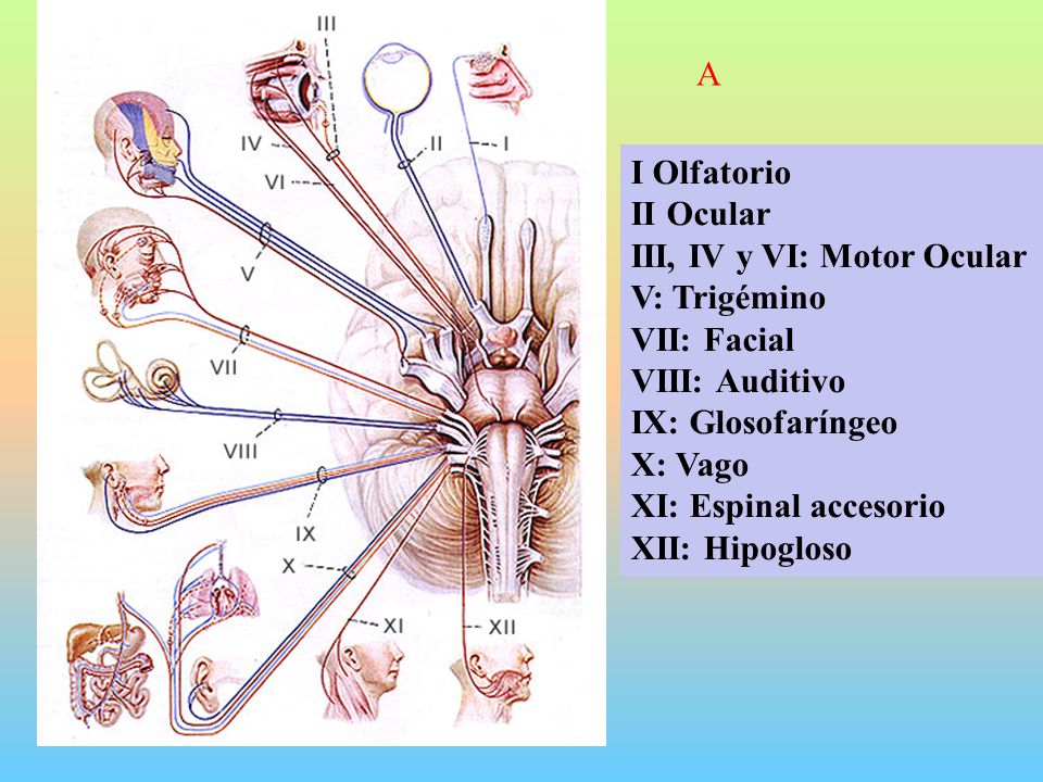 A I Olfatorio. II Ocular. III, IV y VI: Motor Ocular. V: Trigémino. VII: Facial. VIII: Auditivo.